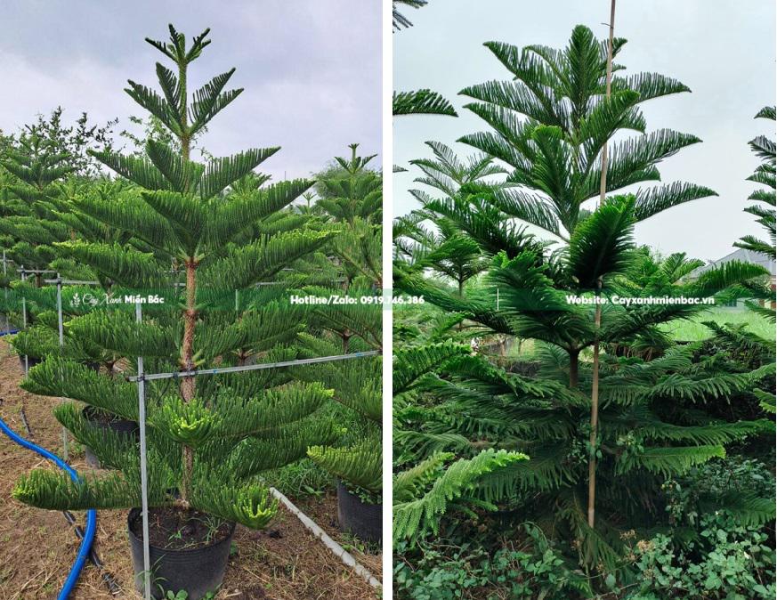 cây bách tán H=1.5m